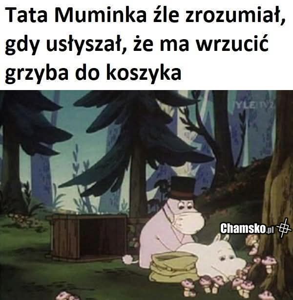 Grzyb