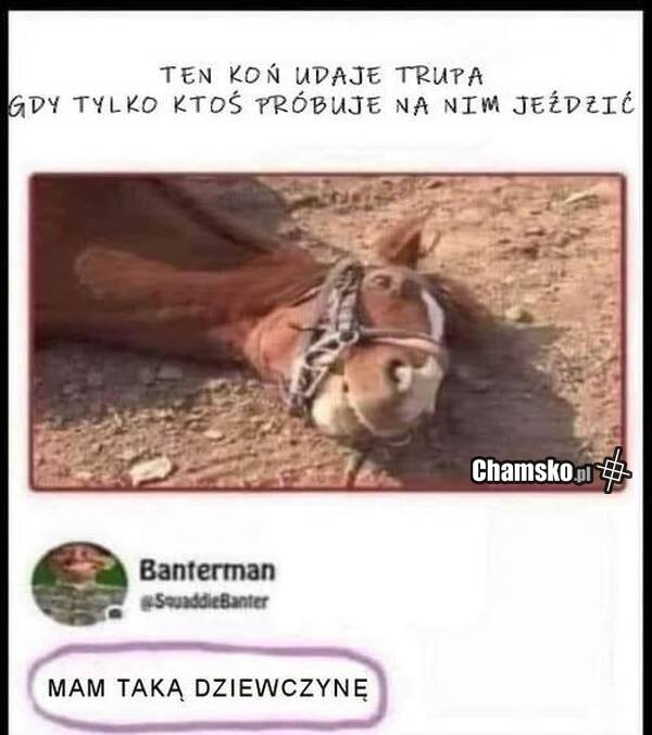 Koń