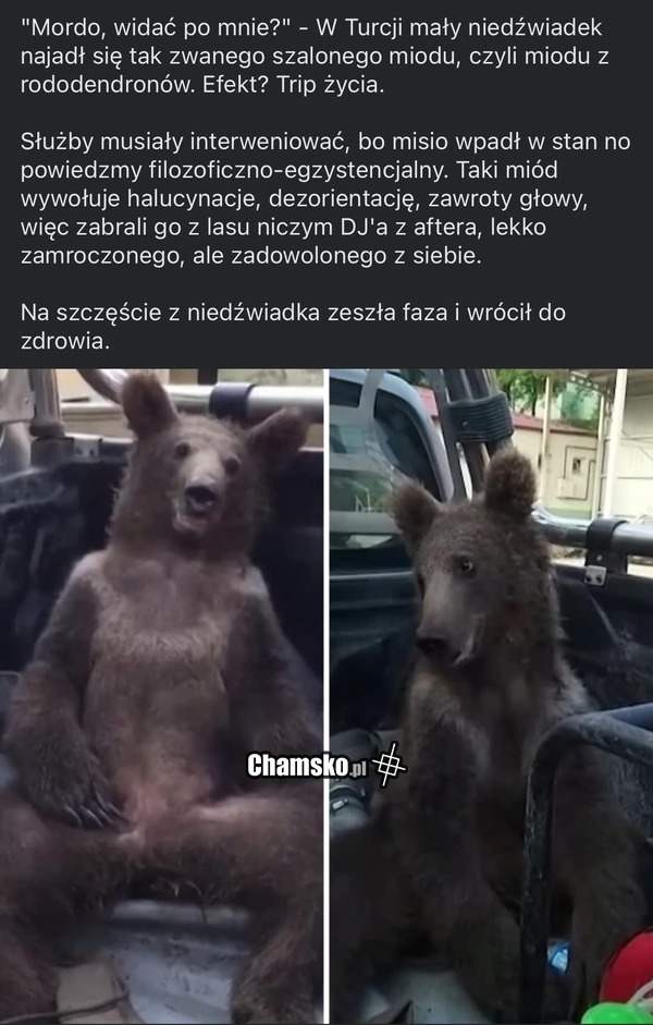 Niedźwiadek