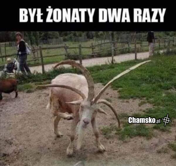 Rogacz