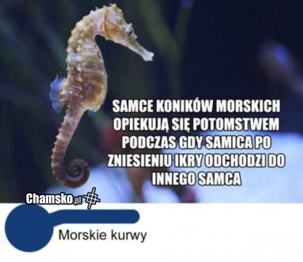 Koniki morskie
