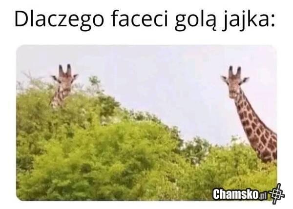 Golenie