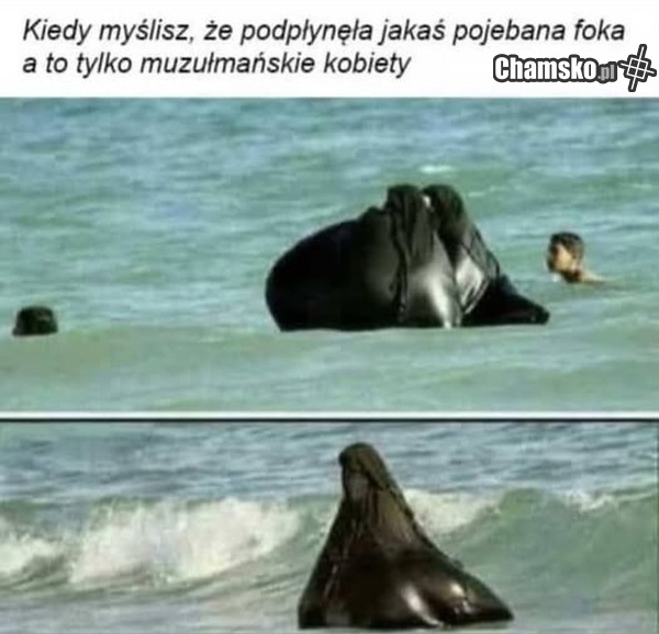 Pojebane foki