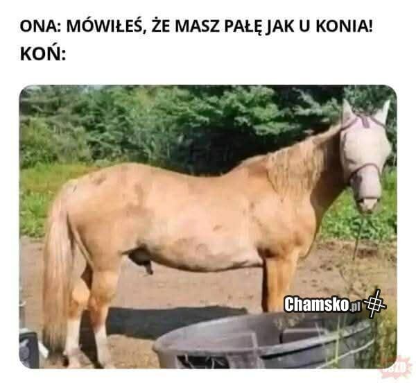 Wielki jak u konia
