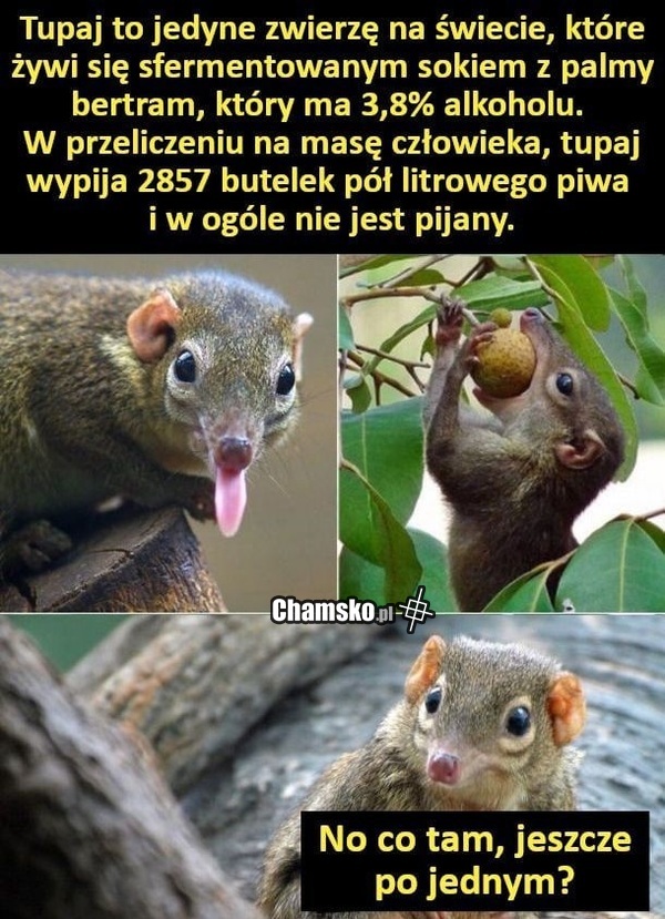 Alkusy