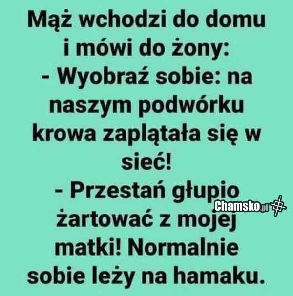 Zaplątana krowa