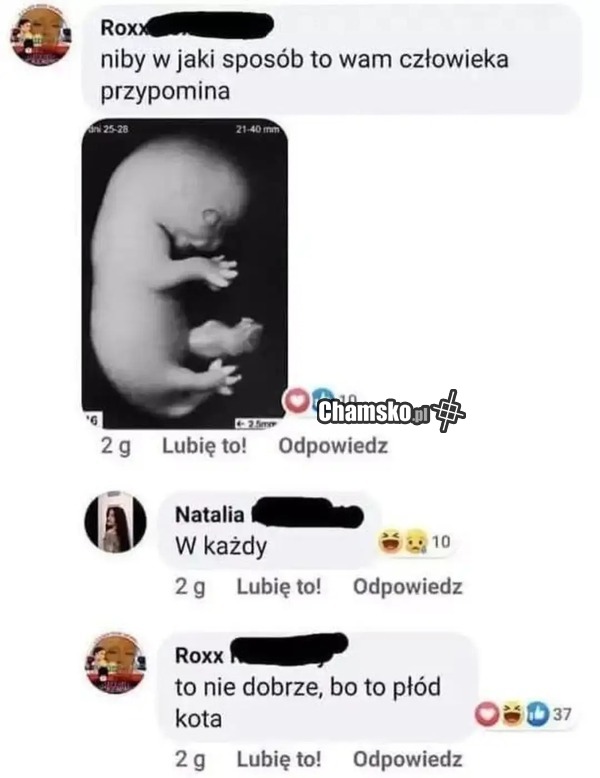 Płód