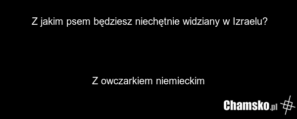 Z jakim psem będziesz niechętnie widziany w Izraelu? Z owczarkiem niemieckim