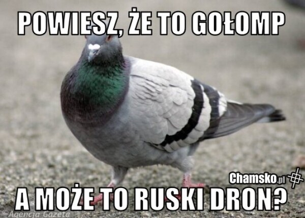 gołomp