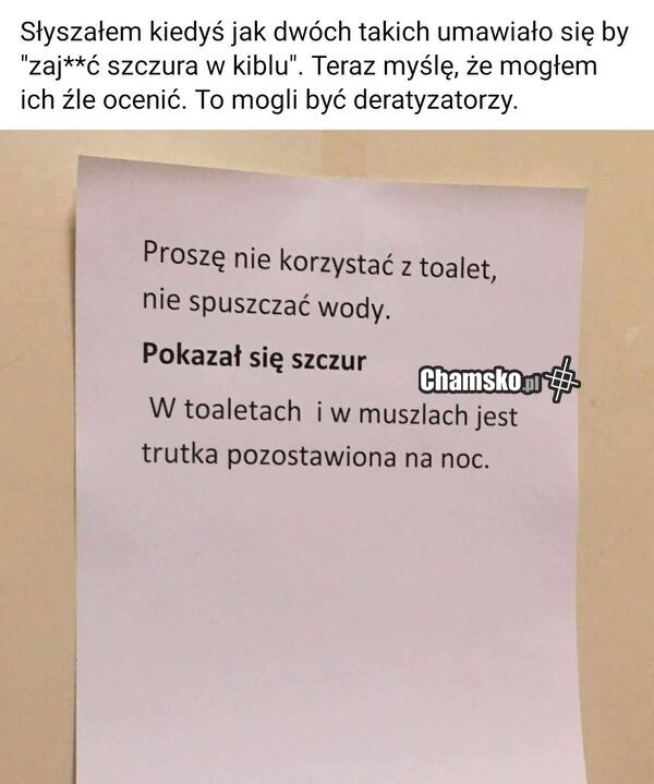Szczur
