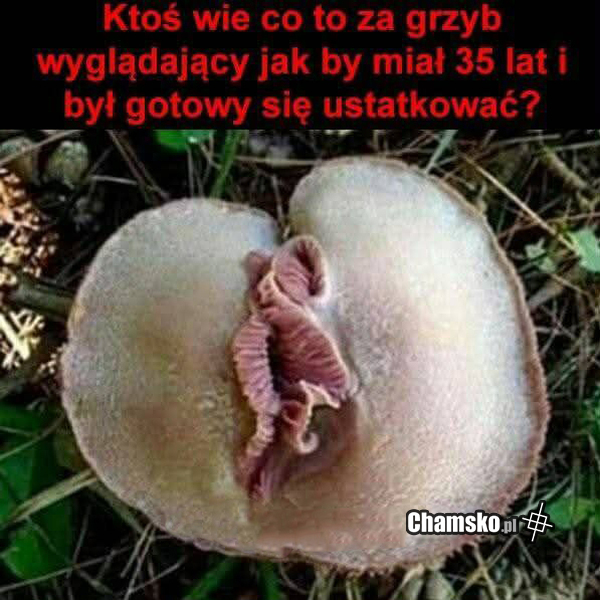 Co to za grzyb?
