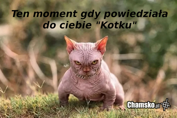 Kotku