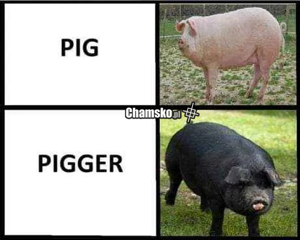 Świnki