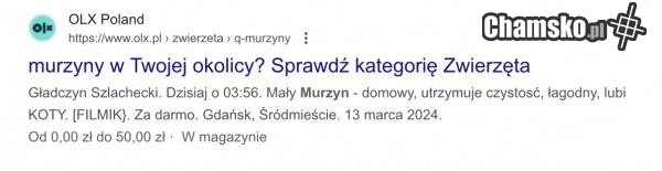 Ważne że lubi koty