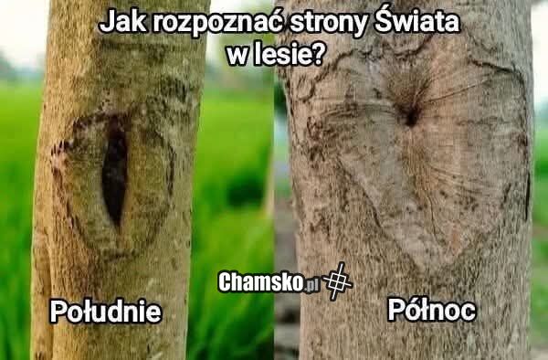 Strony świata