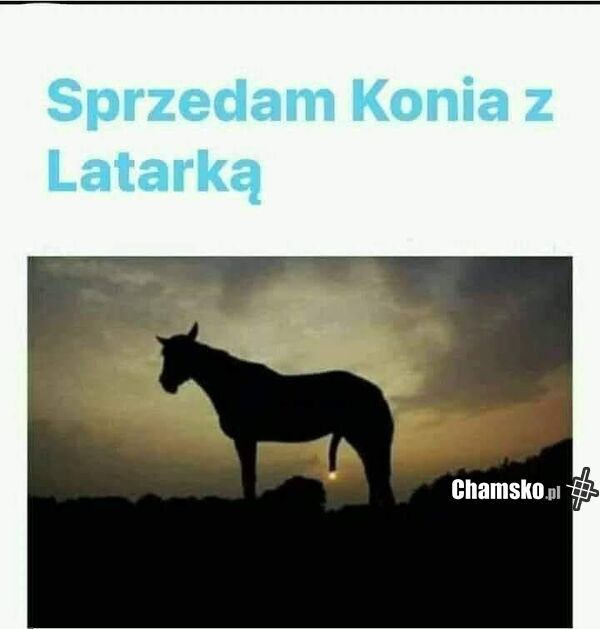 Koń z latarką