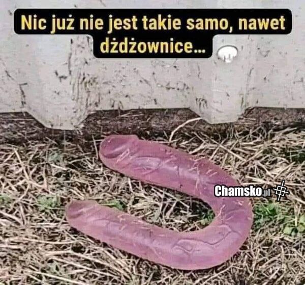 Dżdżownice