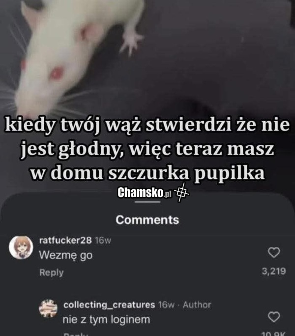 Szczurek