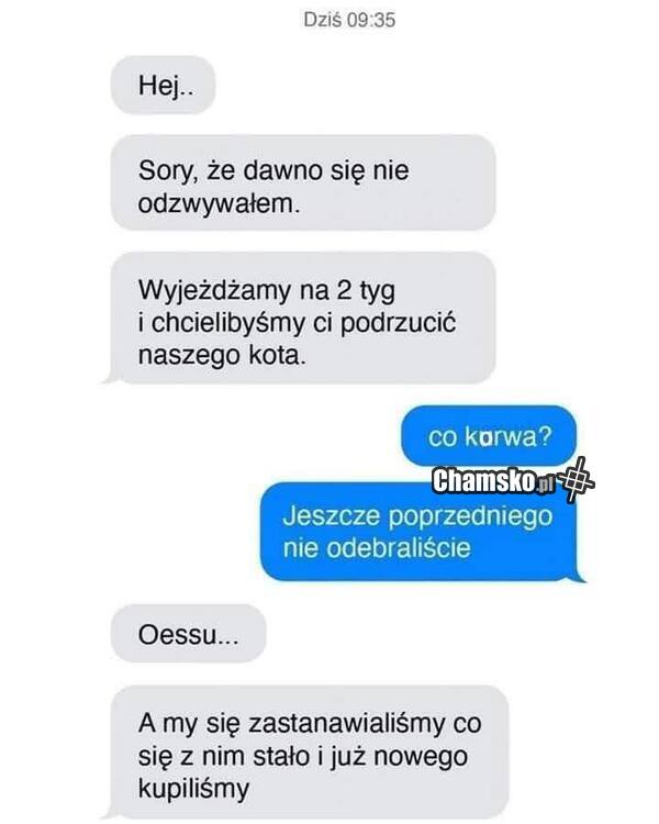 Opieka nad kotem