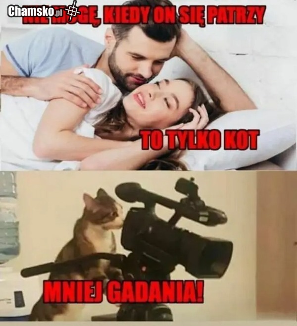 A Pies może