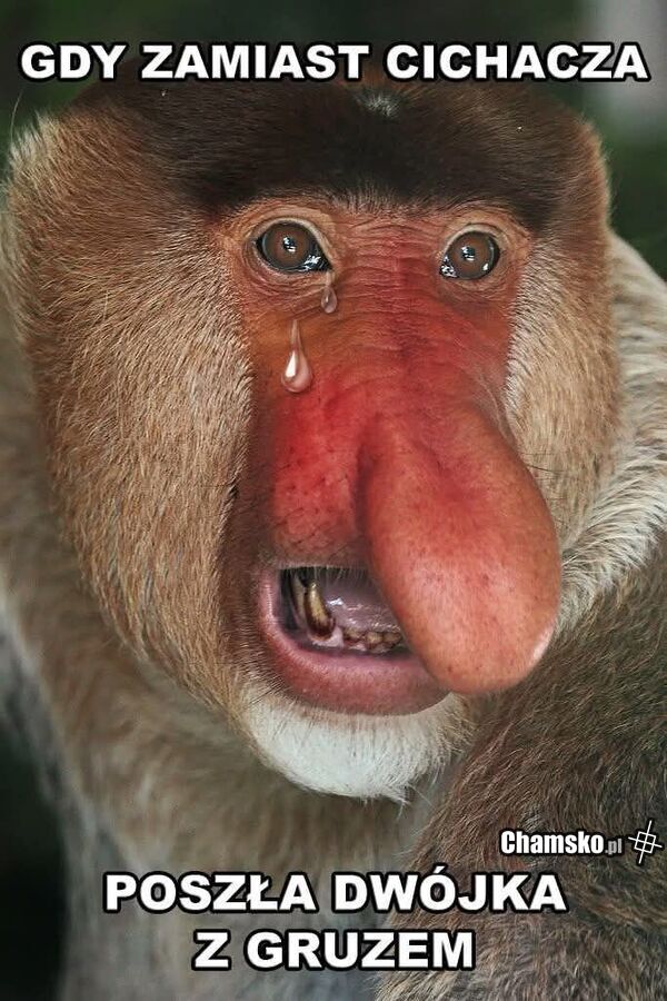 Cichacz