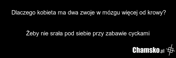 Dlaczego kobieta ma dwa zwoje w mózgu więcej od krowy? Żeby nie srała pod siebie przy zabawie cyckami