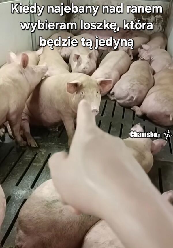 Wybór loszki