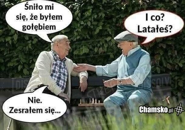 Sen o gołębiu