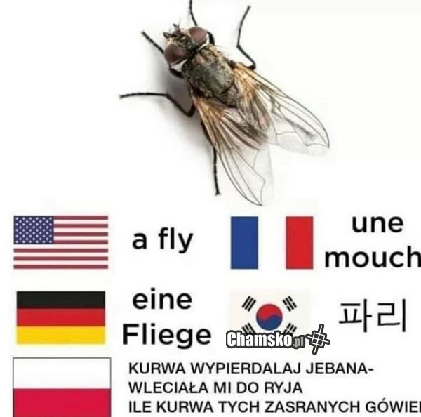 Mucha w różnych językach