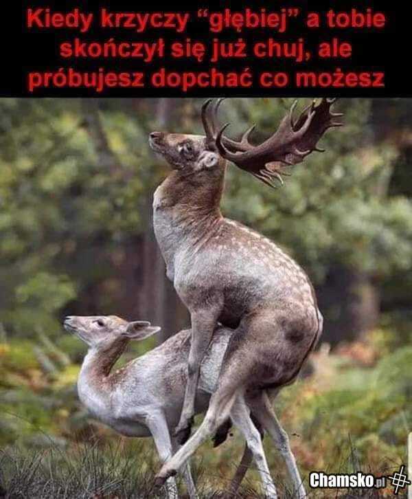 Dopychanie