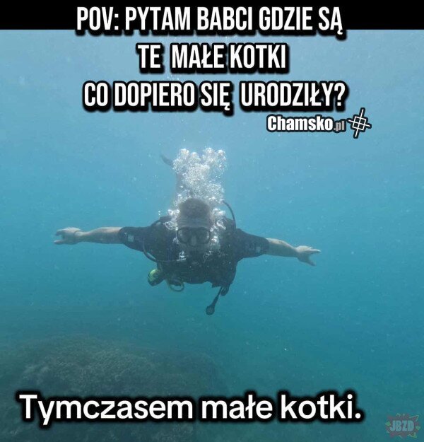 Znikające kotki