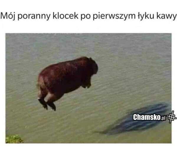 Klocek