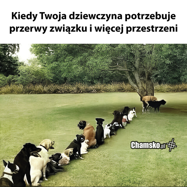Twoja laska