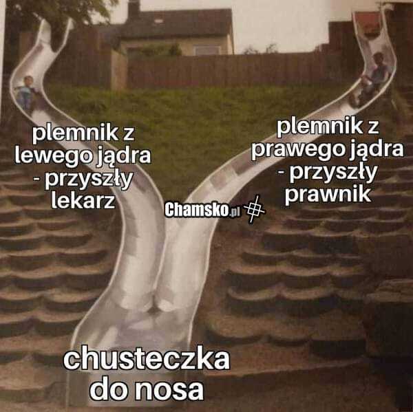 Który plemnik wygra?