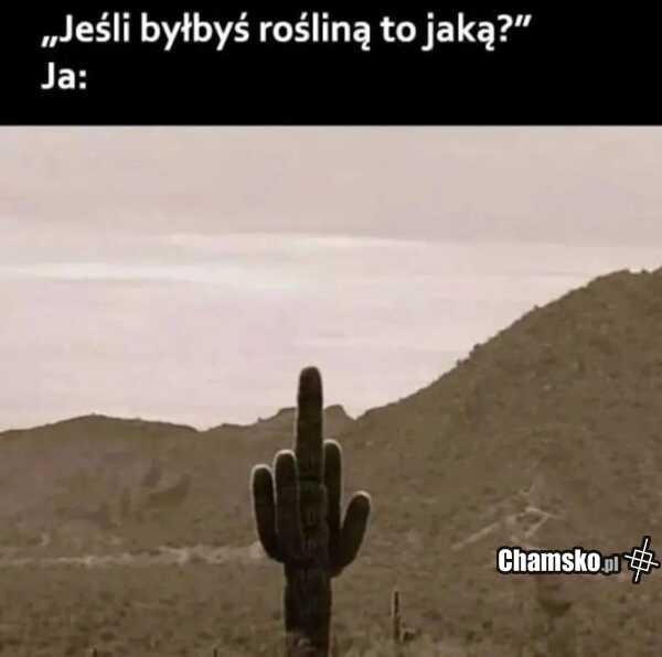 Jaką rośliną byś był?
