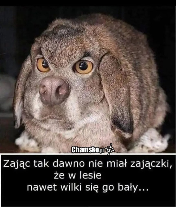Głodny zając