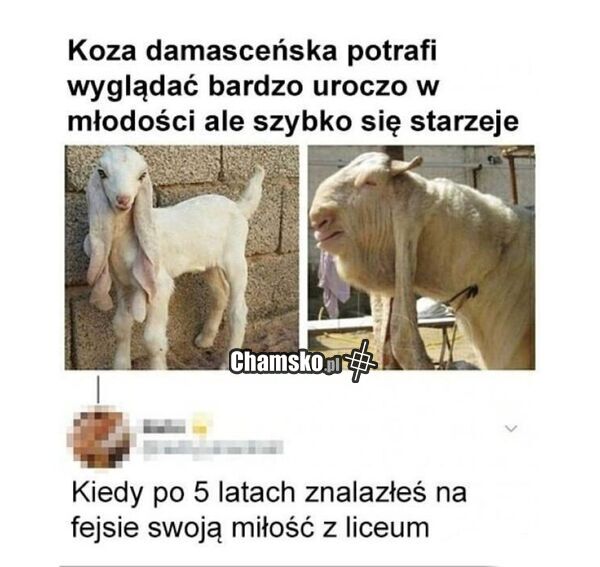 Fajna koza