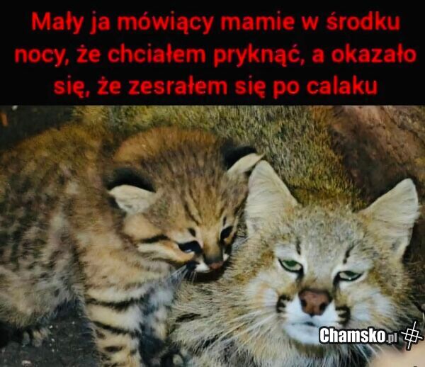 Pryknięcie