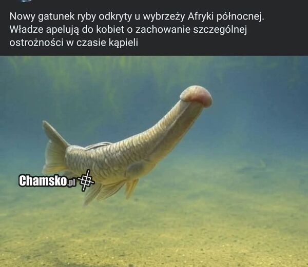 Nowy gatunek ryby