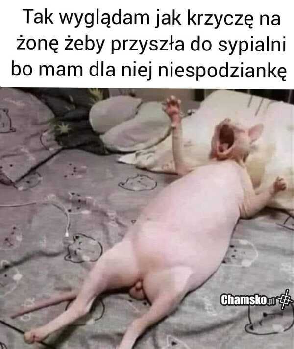 Niespodzianka