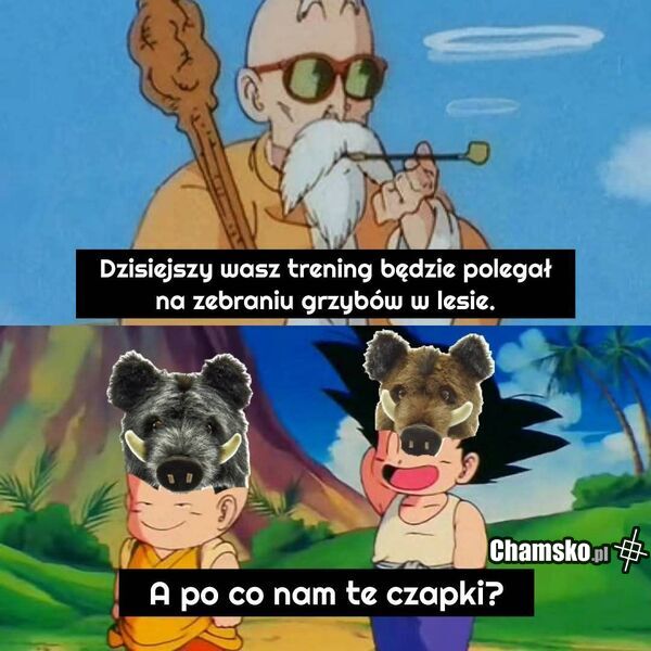 Zadanie Genialnego Żółwia