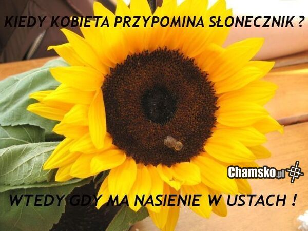 Słonecznik