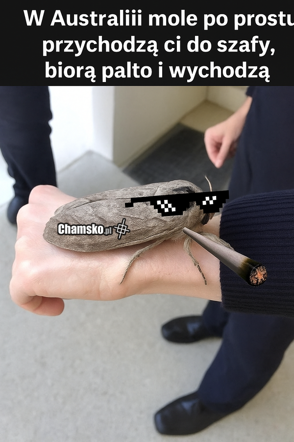 PALTO