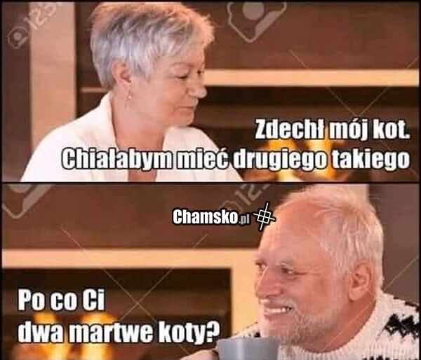 Kot