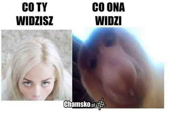 Co widzi