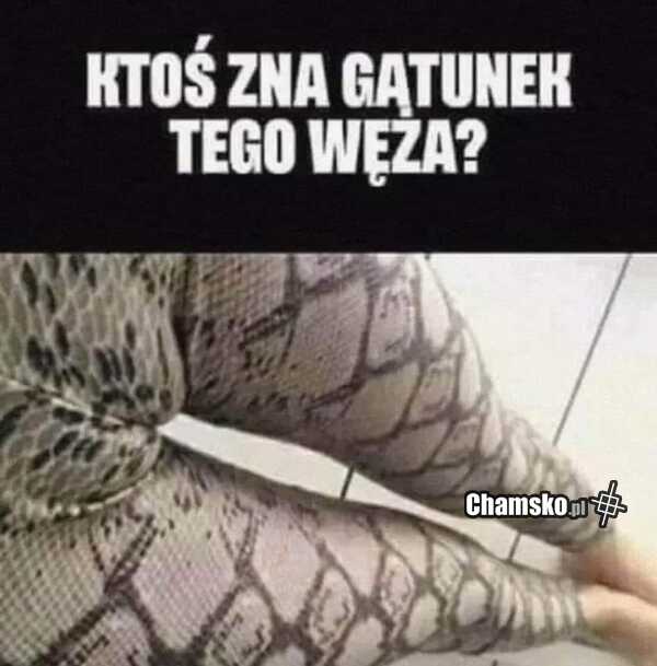Co to za wąż?