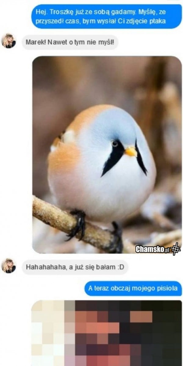 Zdjęcie ptaka