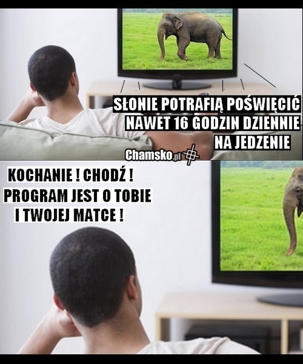 Słonie