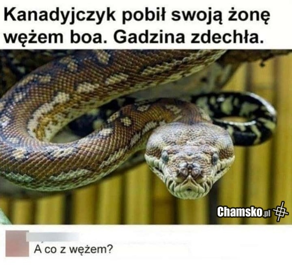 Pobicie z udziałem węża