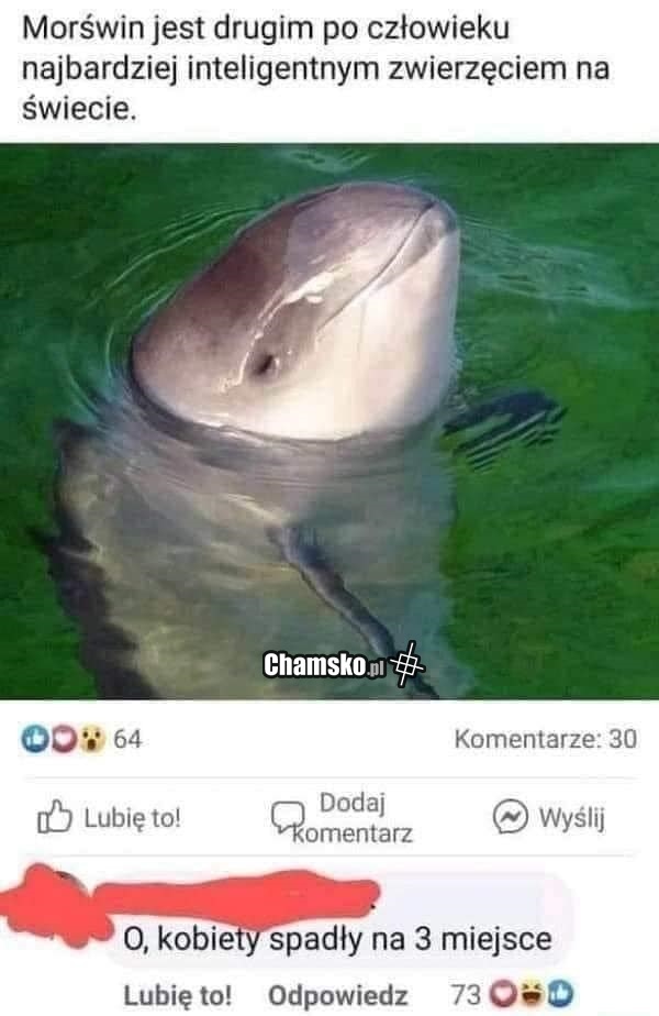 Morświny